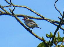 Masked Tityra Female